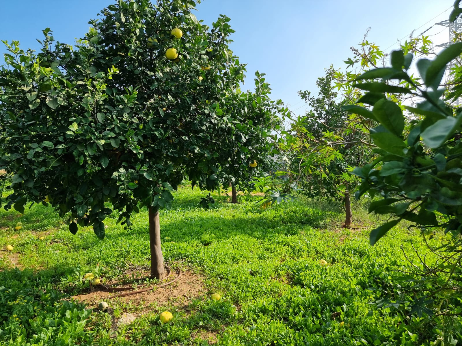 WhatsApp Image 2022-01-08 at 1.30.00 PM (1).jpeg